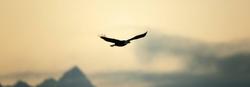Freedom Recovery Yelm banner image